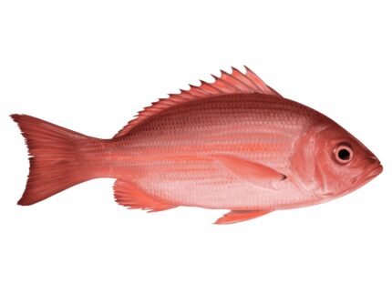 Red snapper / Pargo